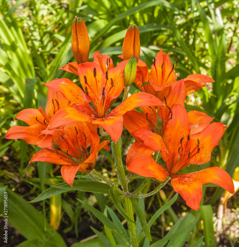 Saffron lilies  Lilium dahuricum  Lilium pensylvanicum  on garden