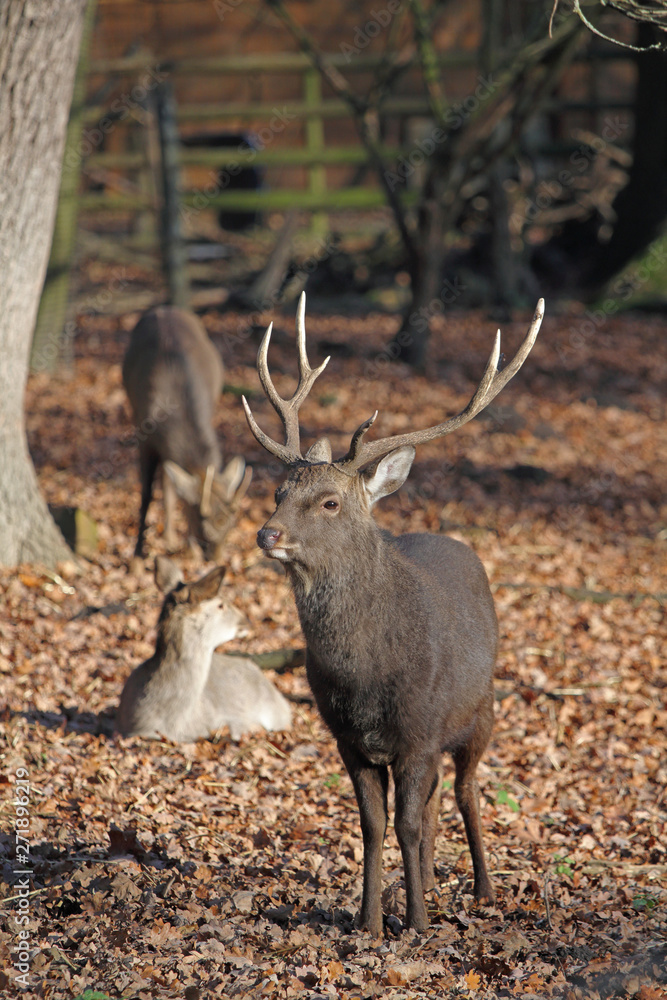 Fototapeta premium Hirsch