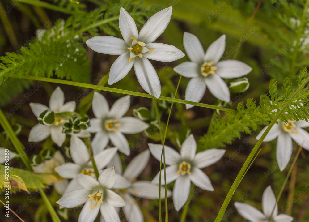 Obraz premium White flowers ornithogalum, Shallow depth of field
