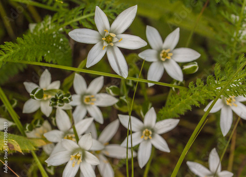 White flowers ornithogalum  Shallow depth of field