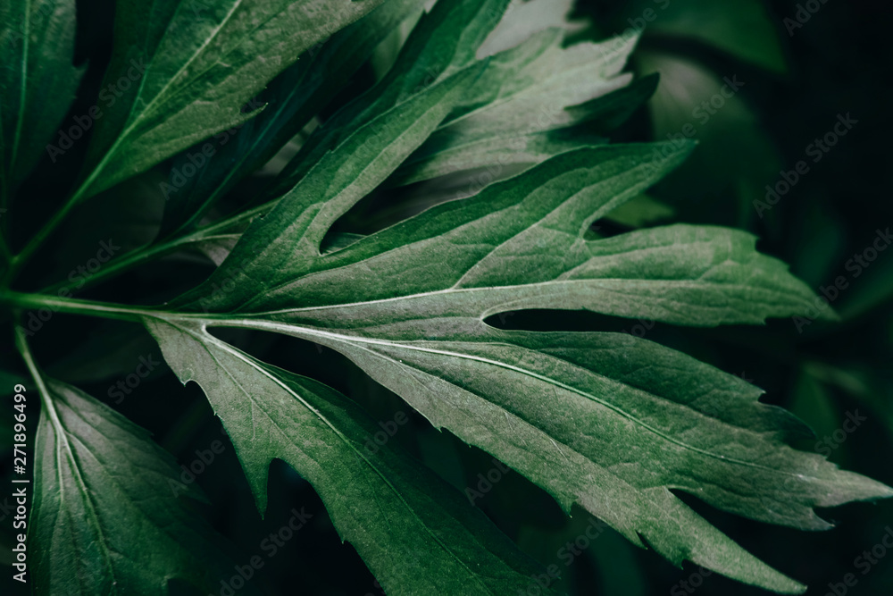 Fototapeta premium Bright green leaves top view minimalistic background. Floral backdrop concept. Flower petals close up. Floristry hobby. Web banner, greeting card idea