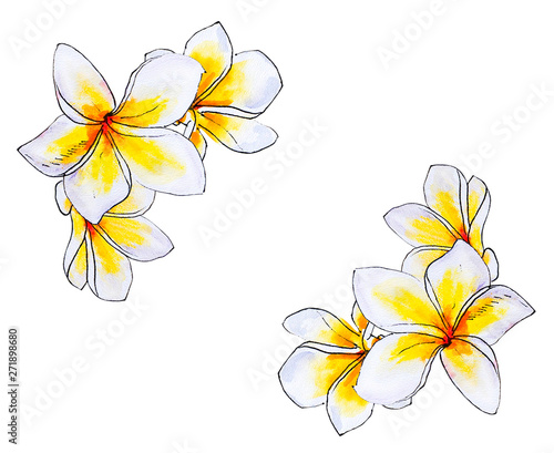 Beautiful white plumeria frame. Frangipani. Watercolor painting. Exotic plant. Floral print. Sketch drawing. Botanical composition. Greeting card. Flower painted background. Hand drawn illustration.