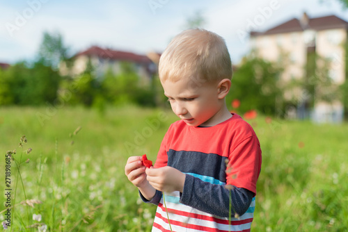 Adorable young boy play with a poppy flower