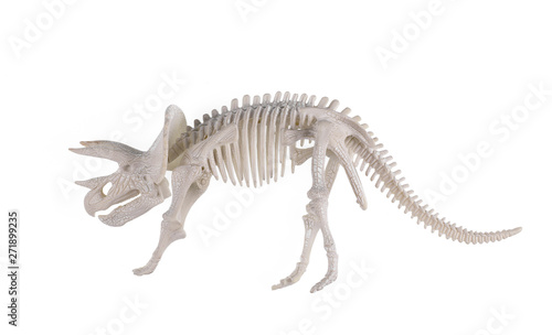 dinosaur triceratops skeleton isolated on white background