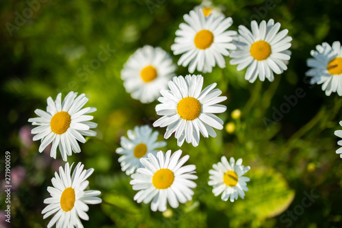 healthy camomile  chamomileon the gras backgrounds