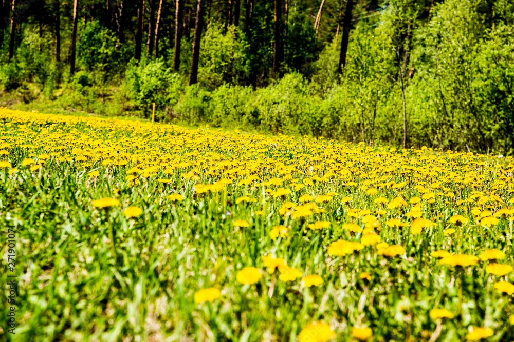 Beautiful Altai fields in spring Beautiful Altai fields in spring