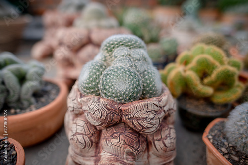 Collection of various cactus and succulent plants in different pots. Potted cactus house © Tanaban