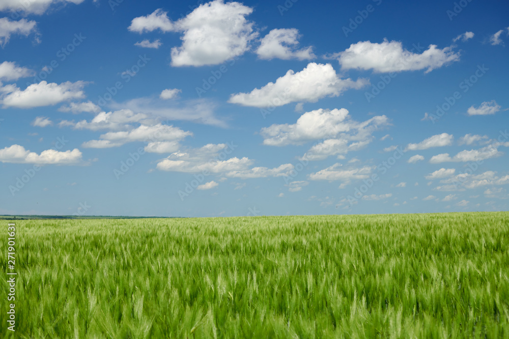 Green wheaten sprouts in the field and cloudy sky. Bright spring landscape.