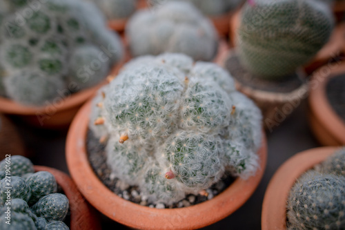 Collection of various cactus and succulent plants in different pots. Potted cactus house