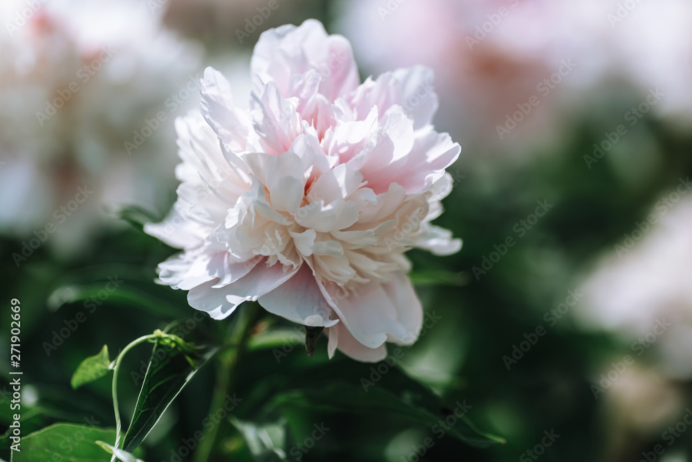 White flower peony flowering on background white peonies flowers. Nature. White flower peony flowering on background white peonies flowers. Nature.