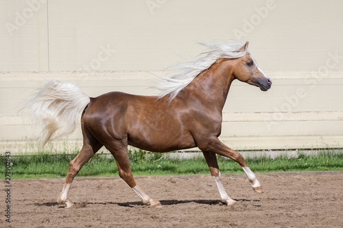 Chestnut horse running in paddock with long mane flutters on wind on the sand background