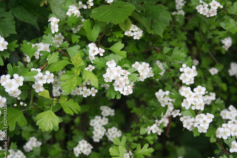 Hawthorn branch with beautiful white flowers. Crataegus monogyna Hawthorn branch with beautiful white flowers. Crataegus monogyna