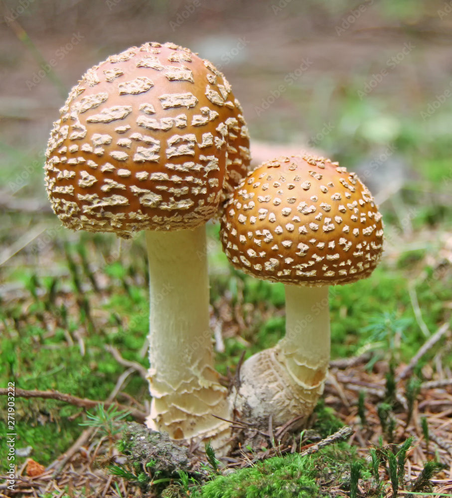 beautiful but poisonous mushroom in the forest beautiful but poisonous mushroom in the forest