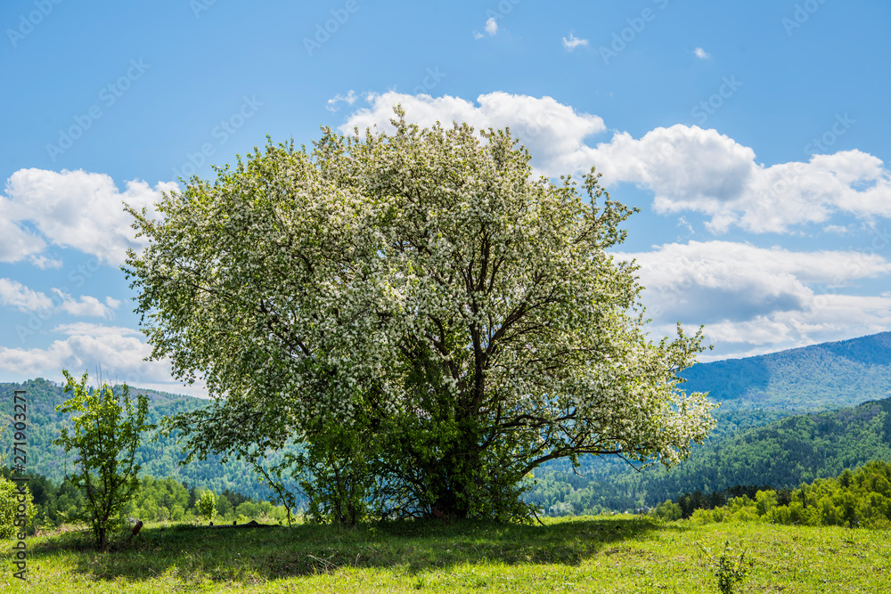 Obraz premium Beautiful Altai trees in spring 
