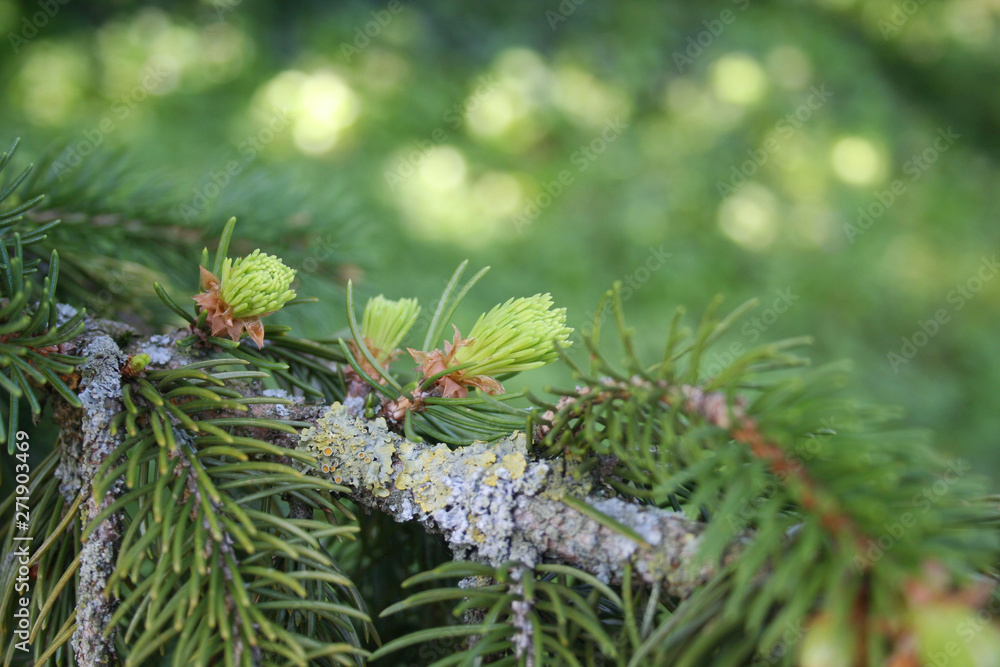 Pine tree branches with fresh new green leaves in springtime Pine tree branches with fresh new green leaves in springtime