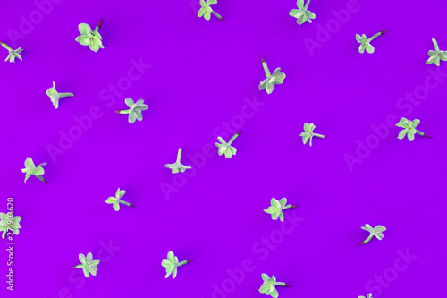 Floral simple minimalist wallpaper. Lilac bloom isolated top view on deep purple backdrop. Blossoming, blooming summertime and springtime season flowers on vibrant background flat lay