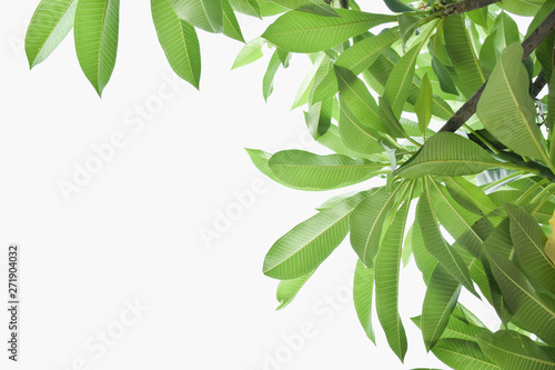 Green leaves isolated on white background.