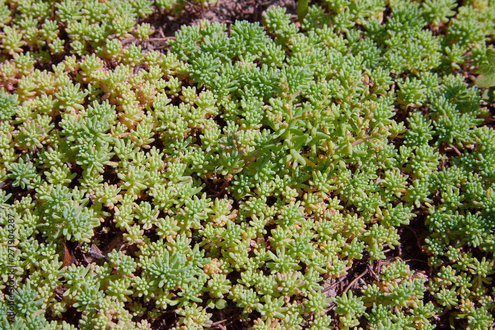 Sedum (stonecrop Spanish) close up in a summer. Evergreen goldmoss sedum for background