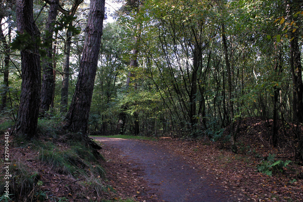 Forest drente Netherlands. Borger boomkruinpad. Forest drente Netherlands. Borger boomkruinpad.