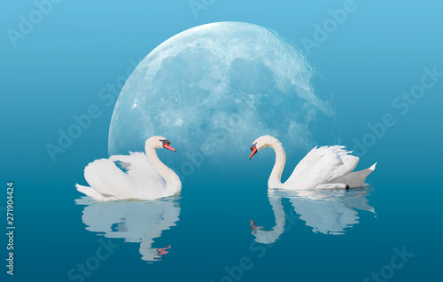 White swan with reflection on the water under full moon 