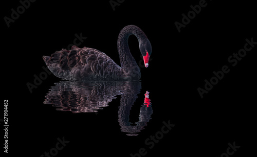 Fotografie, Obraz Black swan on black background (Cygnus atratus)