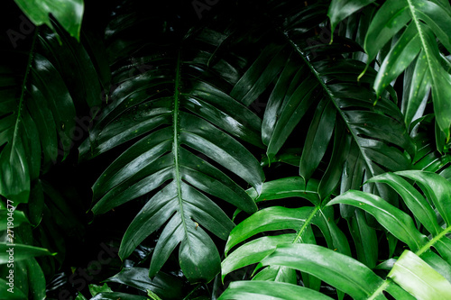 tropical rainforest green leaf image for home decoration
