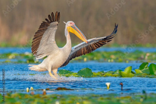 The great white pelican