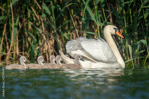 Mute swan with chicks