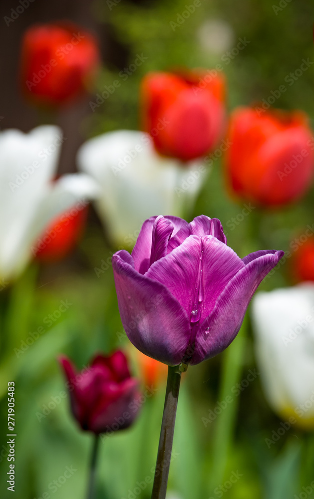 Beautiful summer flower. Colorful nature Beautiful summer flower. Colorful nature