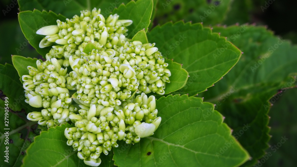 Hydrangea flowers bloom in the garden beside the house. Hydrangea flowers bloom in the garden beside the house.