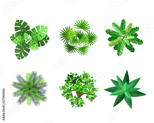 Trees top view for architectural or landscape design. Plants, trees and palms set