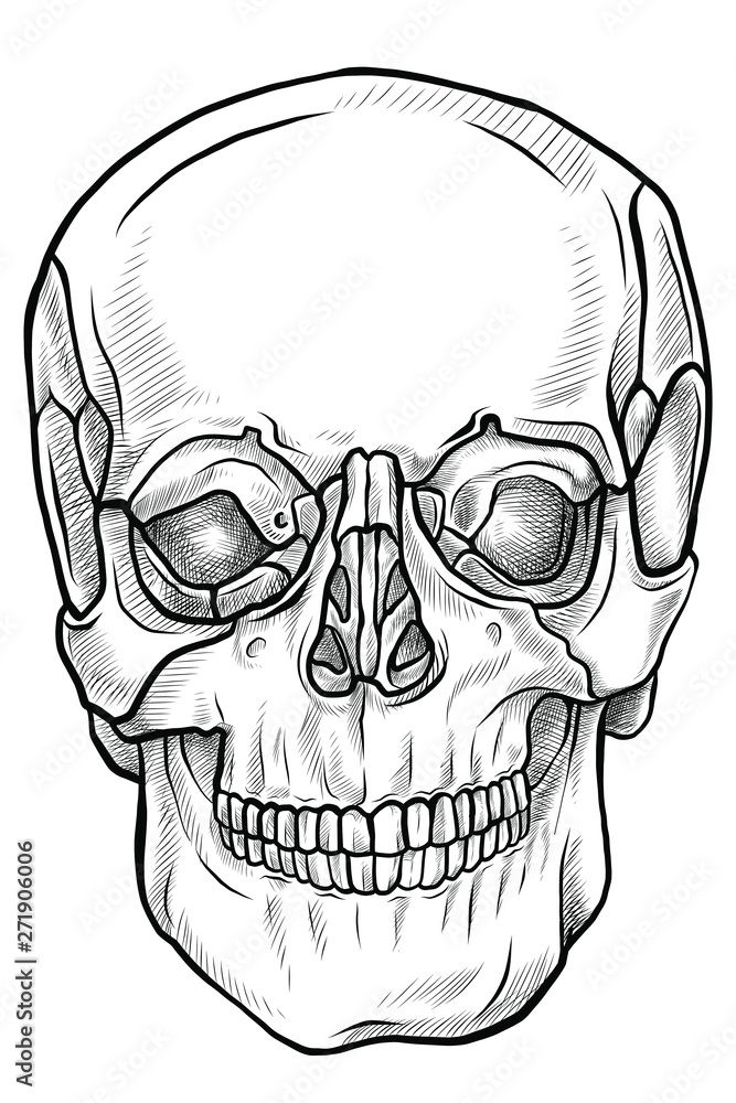 Fototapeta premium Line drawing skull front view