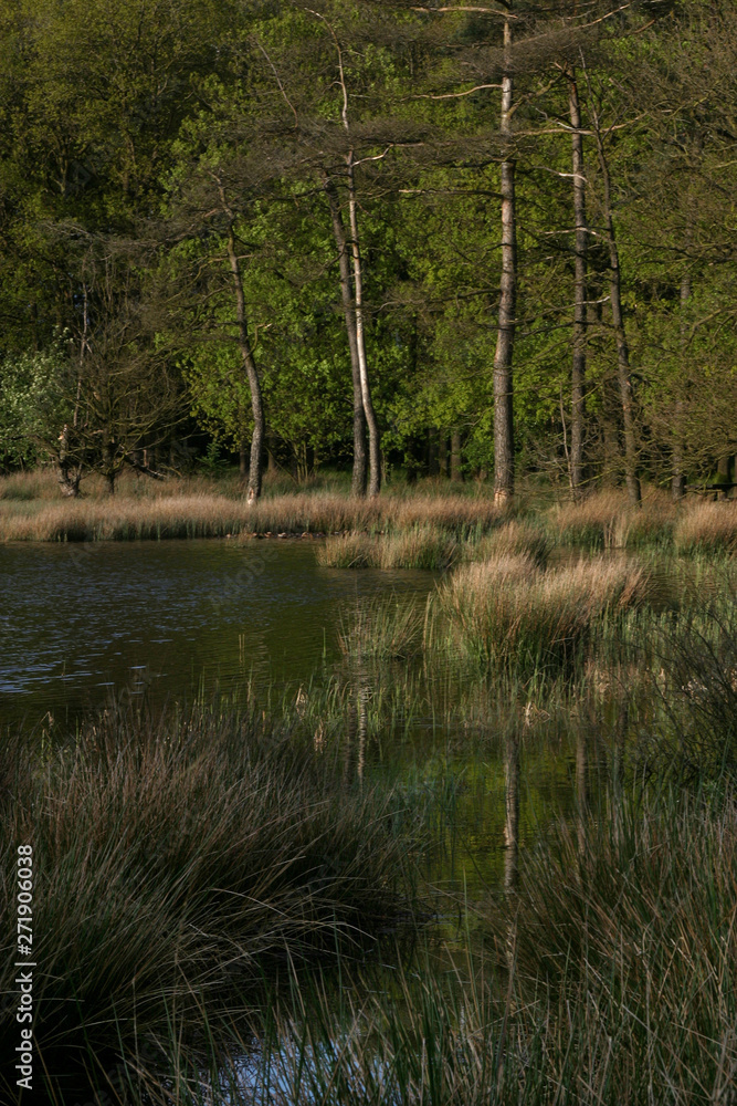 Heather and peatfields drente Netherlands. Dwingeloo Heather and peatfields drente Netherlands. Dwingeloo