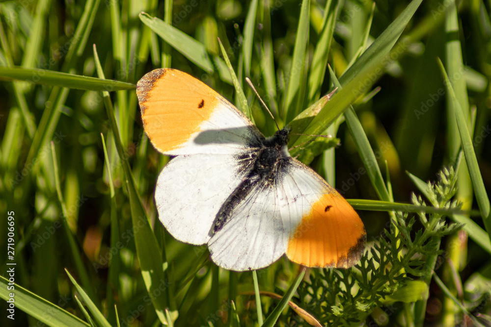 Obraz premium Aurorafalter