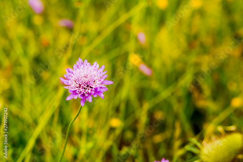 Flower with unfocused wheat field background