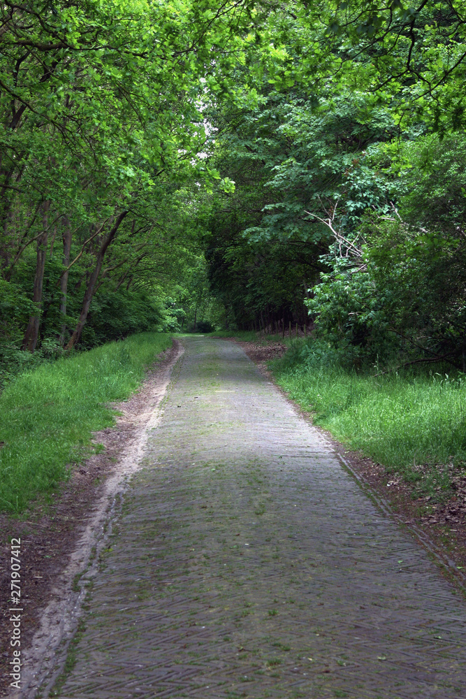 Drente Netherlands forest