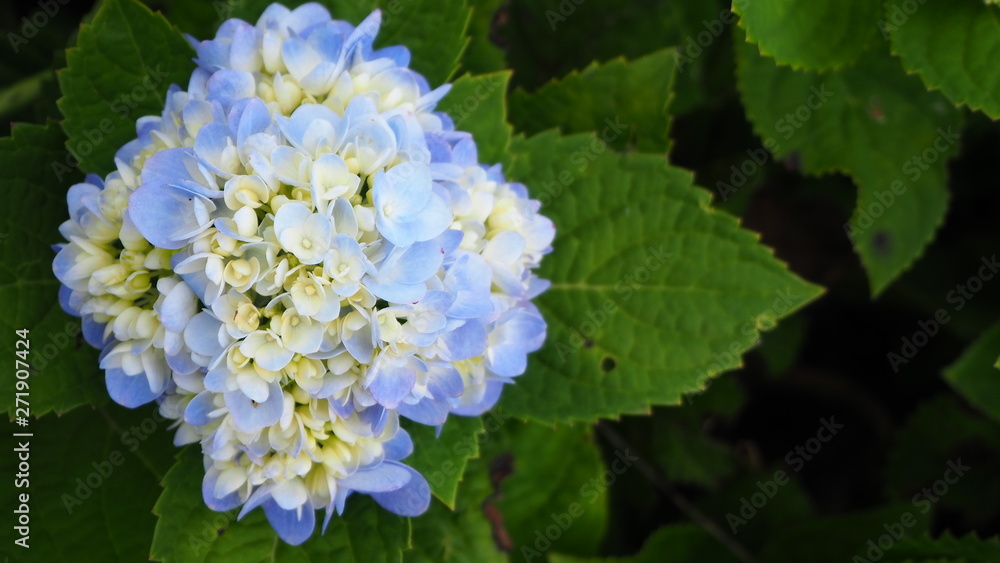 Hydrangea flowers bloom in the garden beside the house. Hydrangea flowers bloom in the garden beside the house.