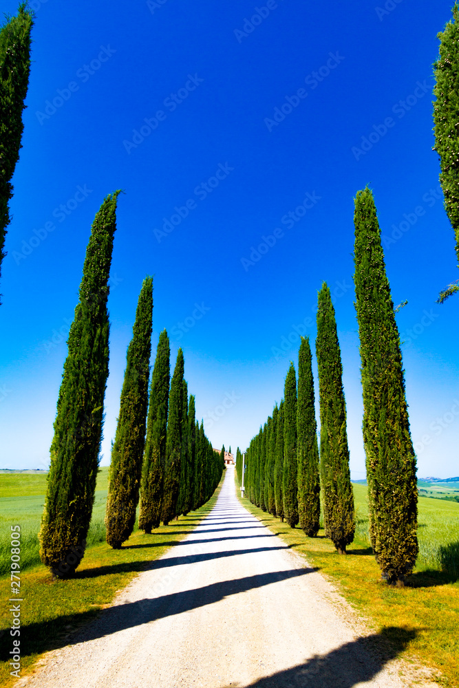 Road and cypresses in Crete Senesi (Senese Clays), Italy