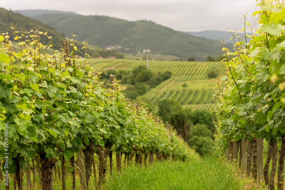 Panorama Vineyards in Baden-Baden. Germany