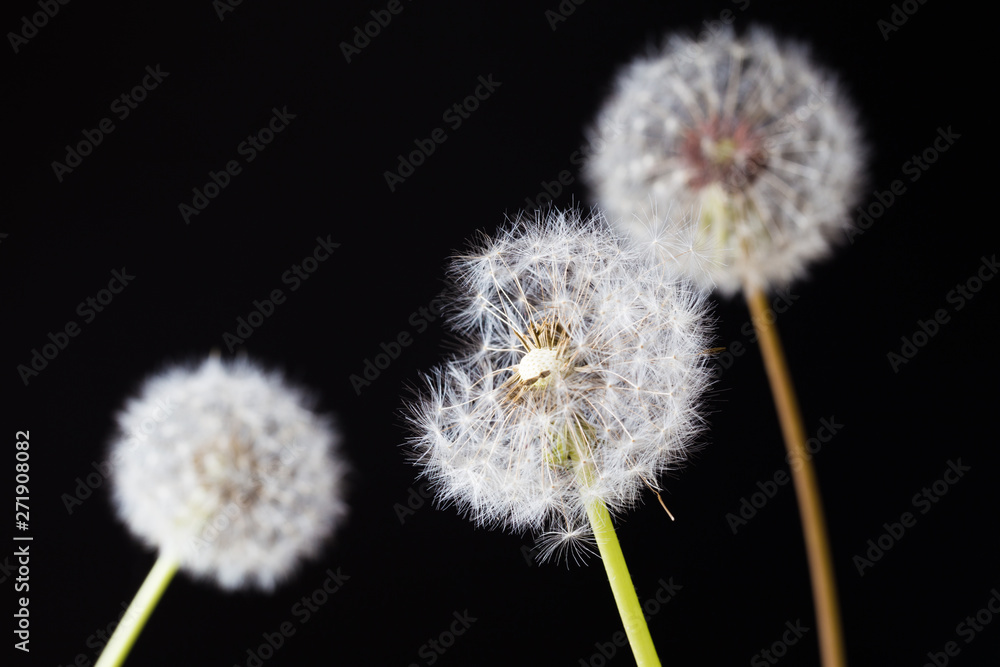Dandelion clock, close-up, macro - Image . Dandelion clock, close-up, macro - Image .