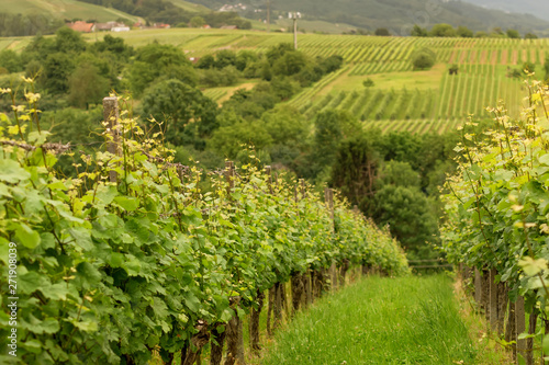 Panorama Vineyards in Baden-Baden. Germany