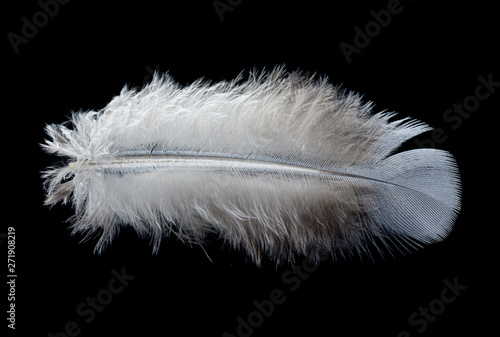 A small fluffy feather isolated on a black background.