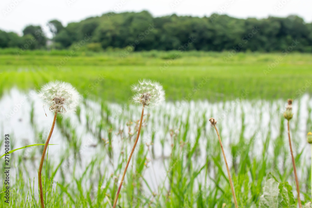 田植えが終わったばかりの田んぼとタンポポの綿毛 田植えが終わったばかりの田んぼとタンポポの綿毛
