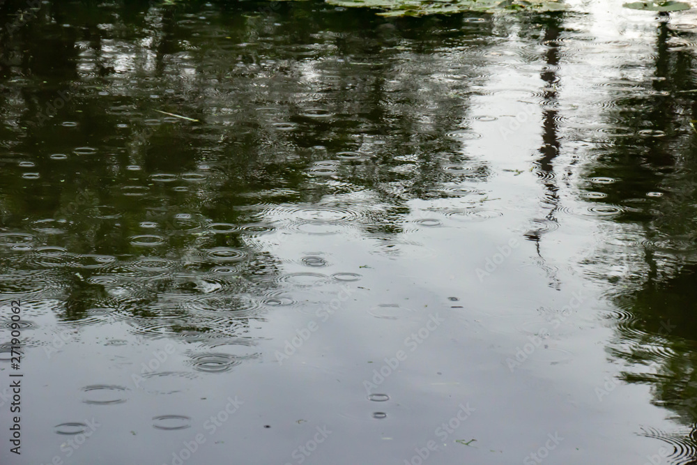 雨の降る池の水面 雨の降る池の水面