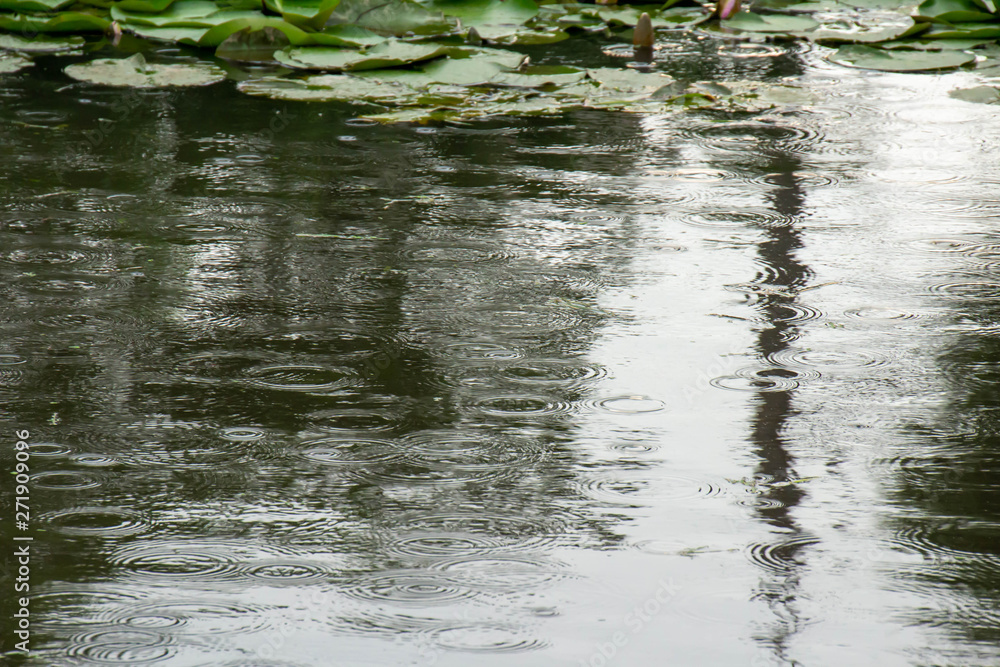 Fototapeta premium 雨の降る池