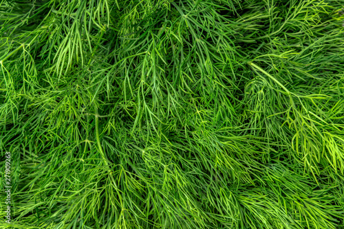 organic natural feathers fresh green dill close-up