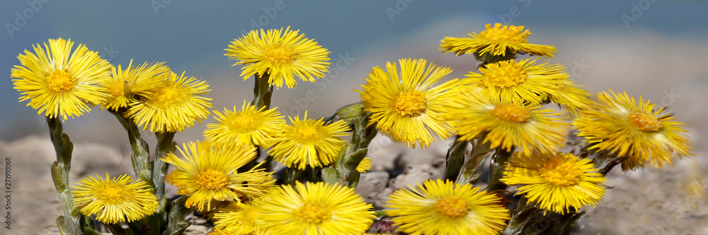 Naklejka premium Huflattich (Tussilago farfara) Heilpflanze, Panorama