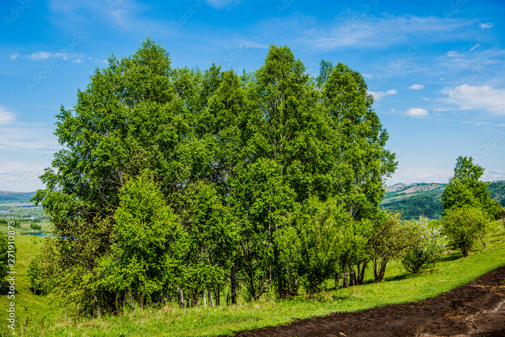 Obraz premium Beautiful Altai trees in spring 