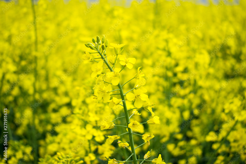 Colorful Field of blooming Raps. Plantation of an oil plant. Production of biofuel. Colorful Field of blooming Raps. Plantation of an oil plant. Production of biofuel.