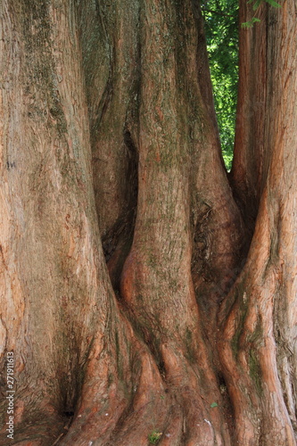 Baumrinde eines Mamutbaumes photo